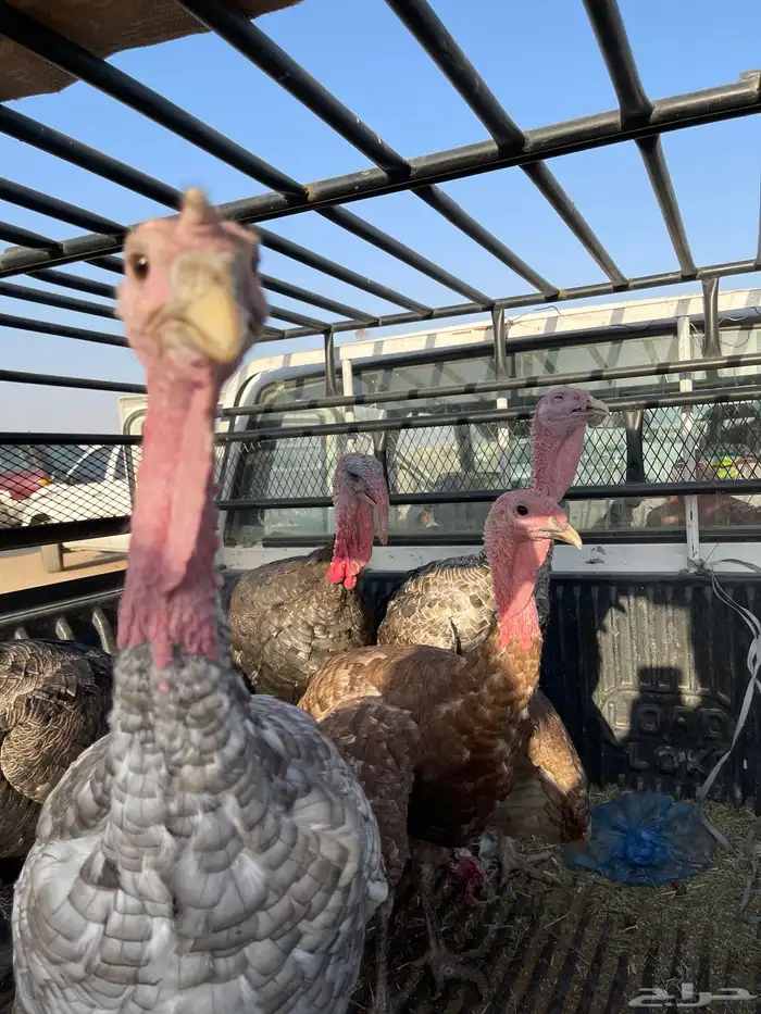 دجاج رومي ذكور وإناث العمر 9 شهور للبيع 0