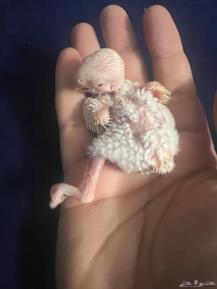 فرخ روز للبيع 3