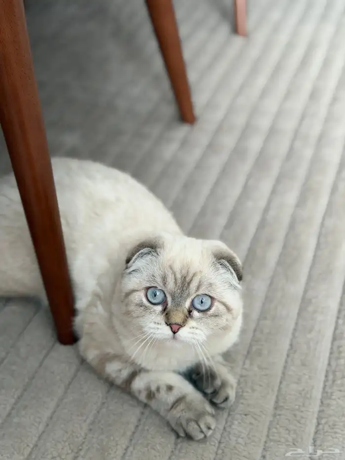 قطه سكوتش تبني عاااجل الرياض 3