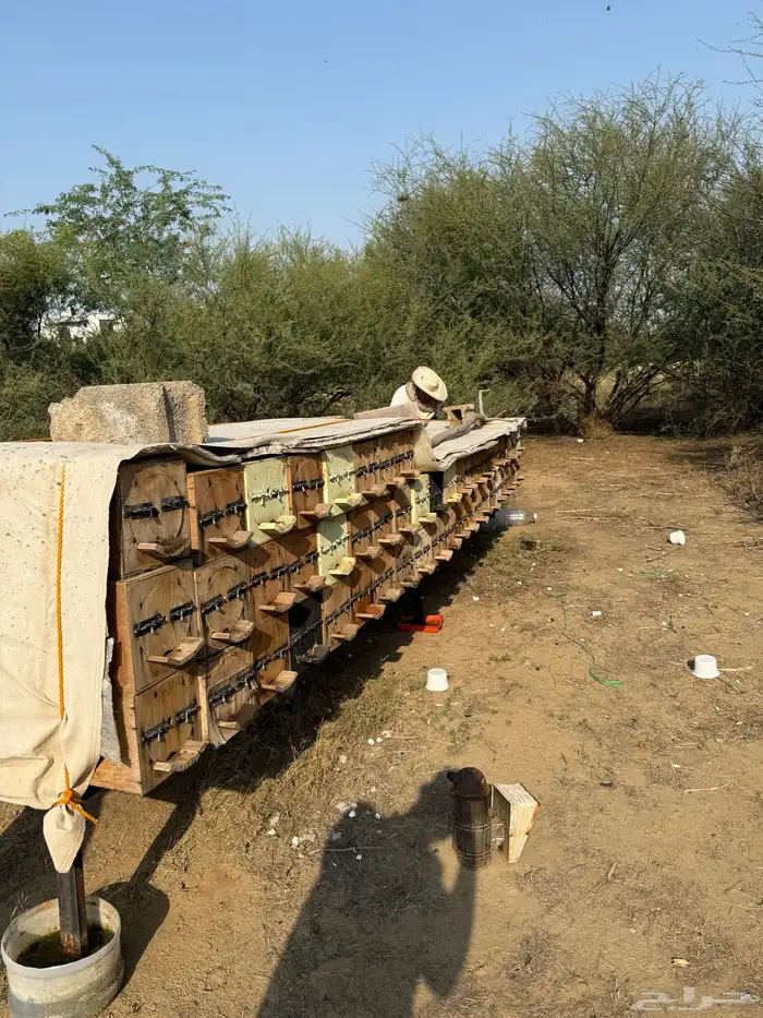 نحل بلدي للبيع 50 خليه نحل للتواصل 3