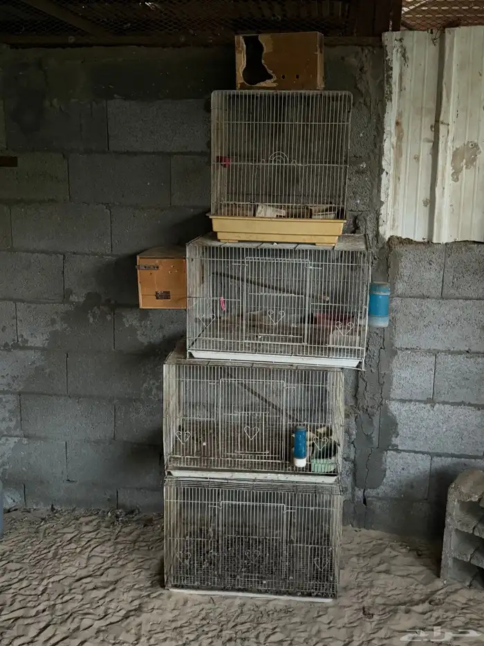 للبيع قفاصه وبياضات. 0