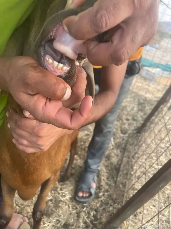 سواكن تربيه 0