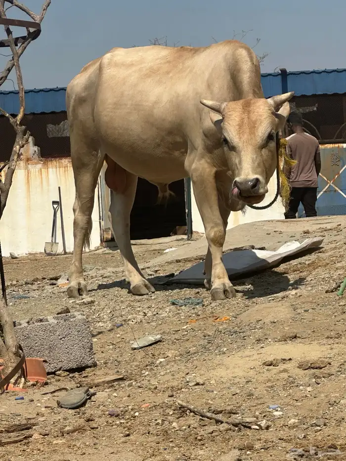 ثور هولندي سنه من رباع إلى سديس والله اعلم 3