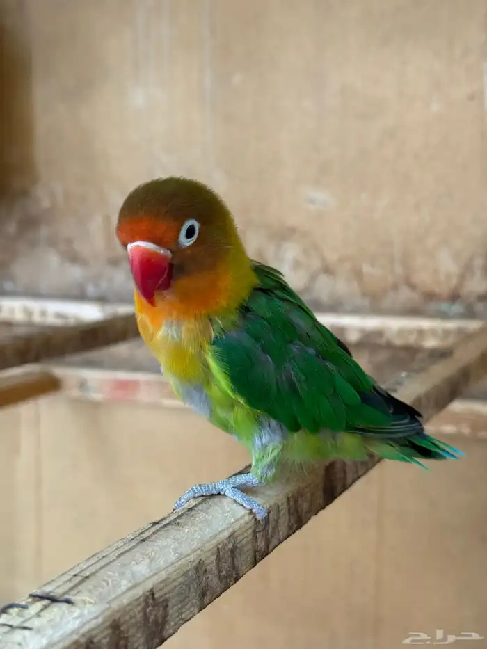للبيع طيور روز نظيفه 4