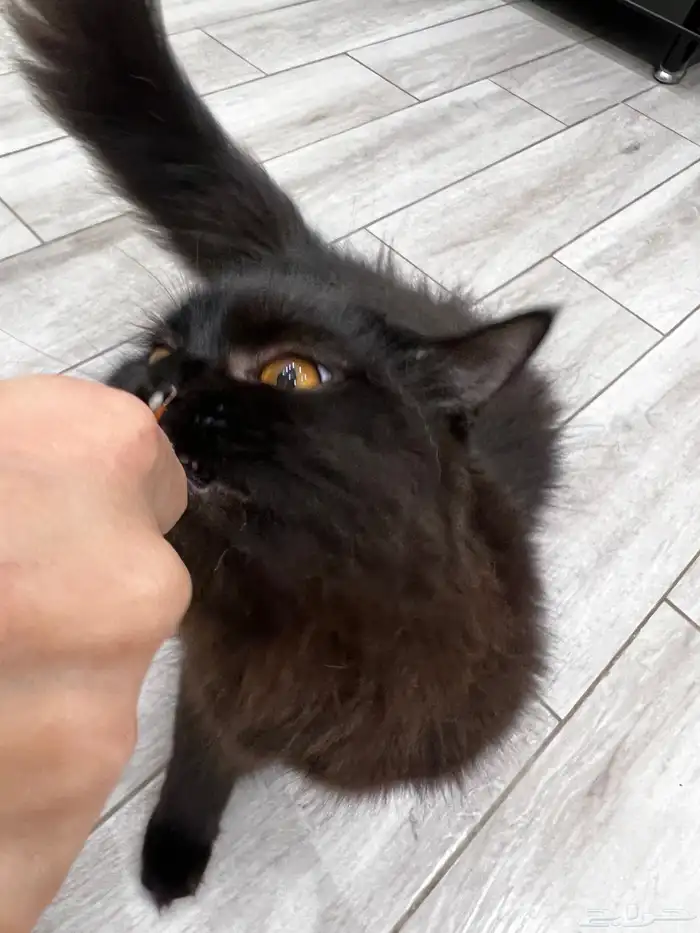 قطه للتبني 0