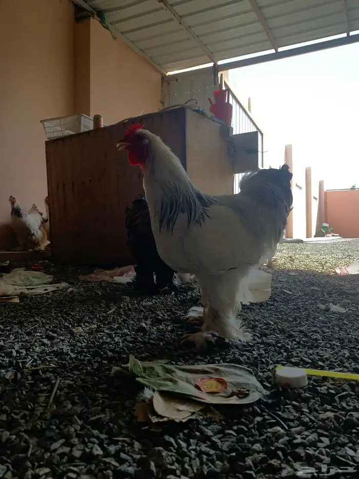 دجاج براهما كولمبي ابيض بياض 1