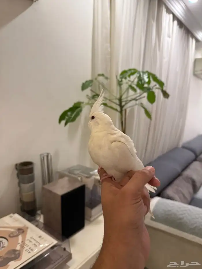 فروخ كروان بداية فطام اليفين جدا 36