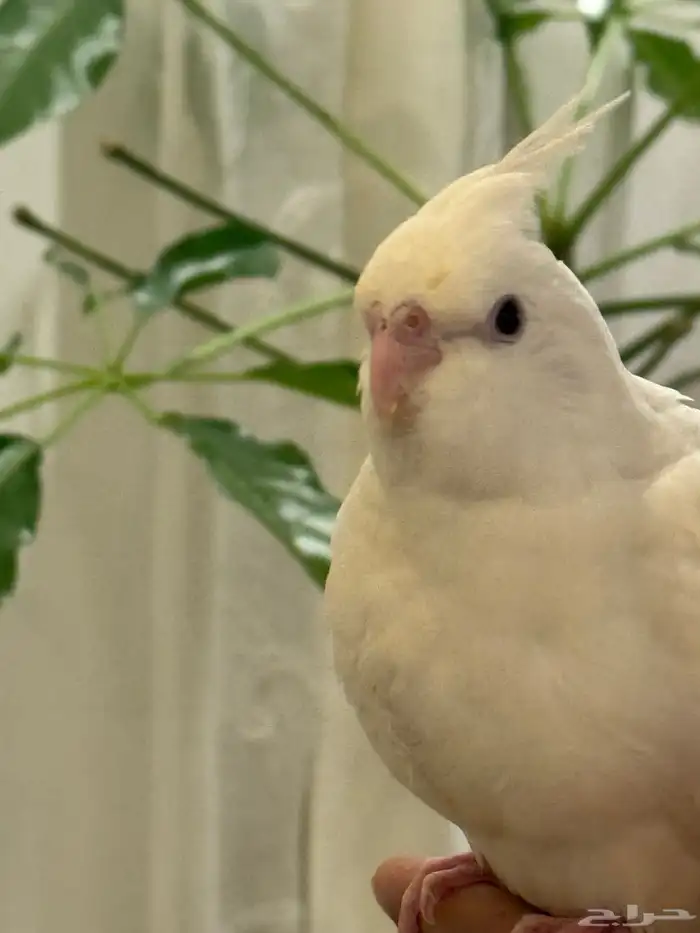 فروخ كروان بداية فطام اليفين جدا 38