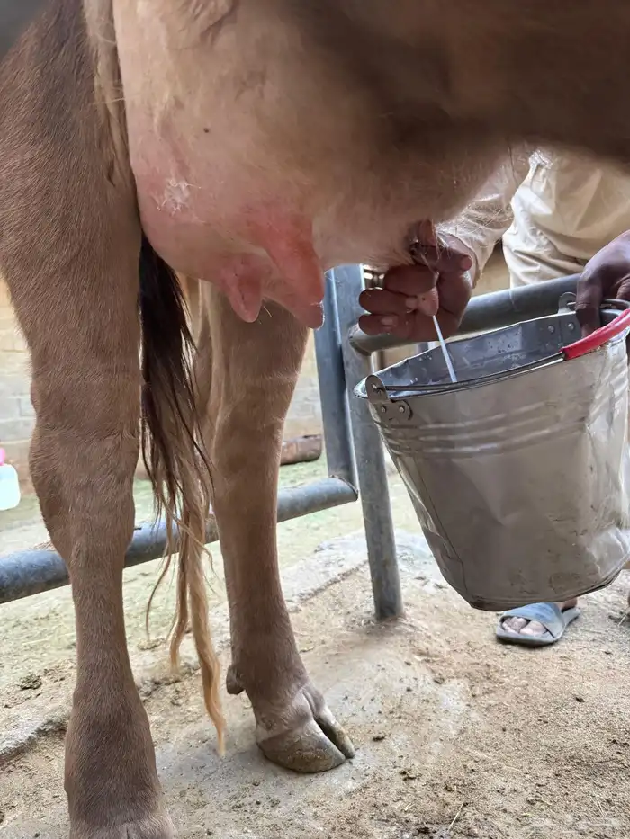 بقرة المانية للبيع 3