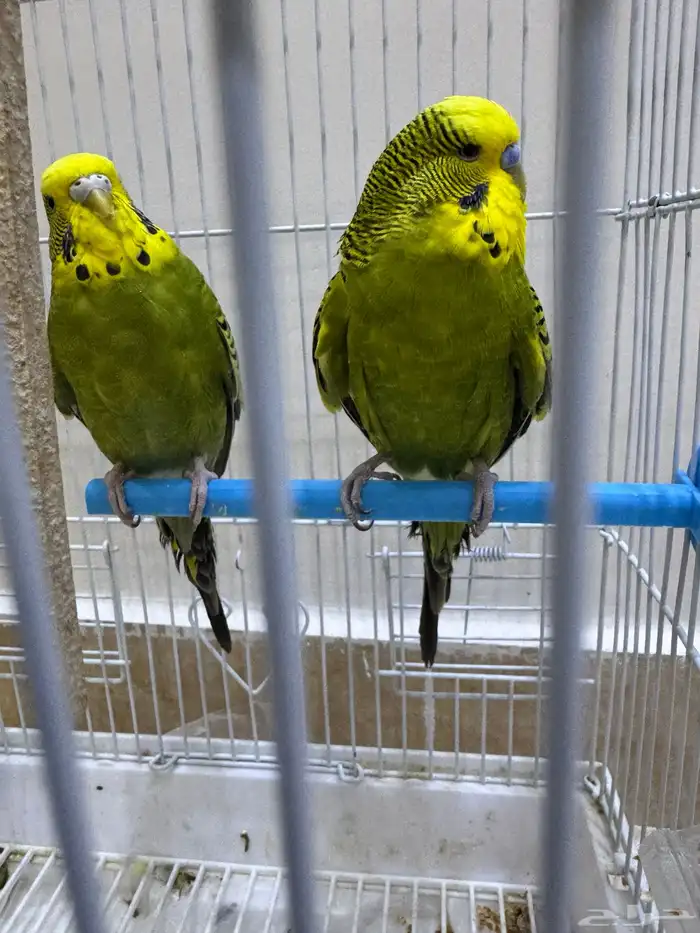 عصافير بادجي للبيع 1