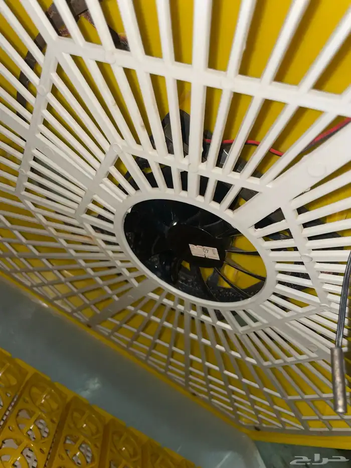 فقاسه عون المربي 98 بيضة 4