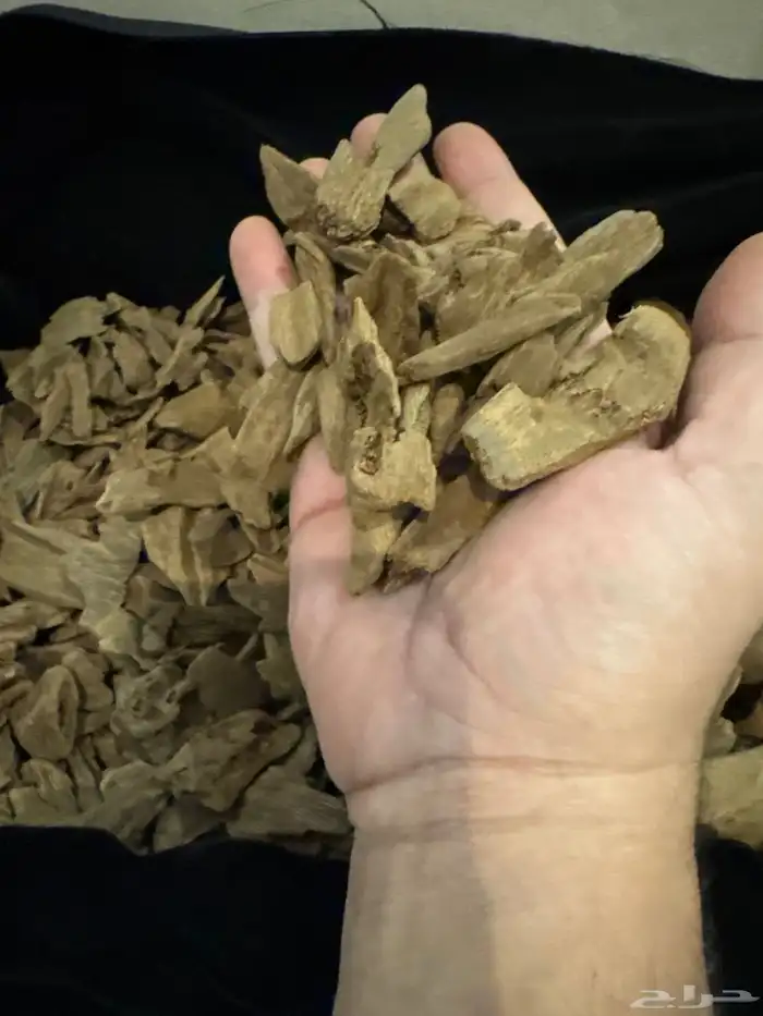 عود مروكي طبيعي 100   100 فخامه لا متناهيه 4