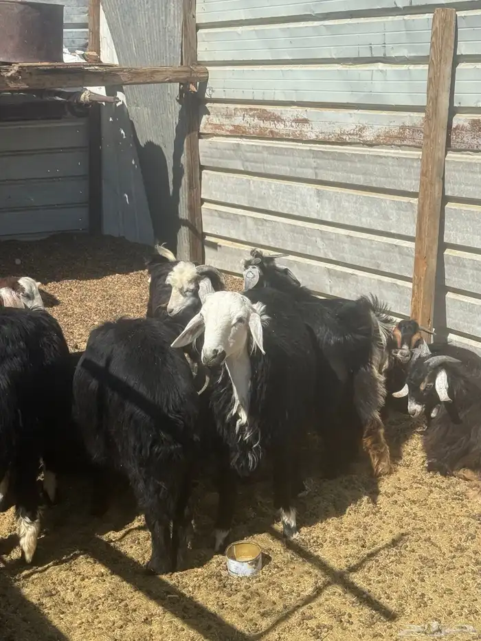 تيوس بريه وخرفان للبيع 0