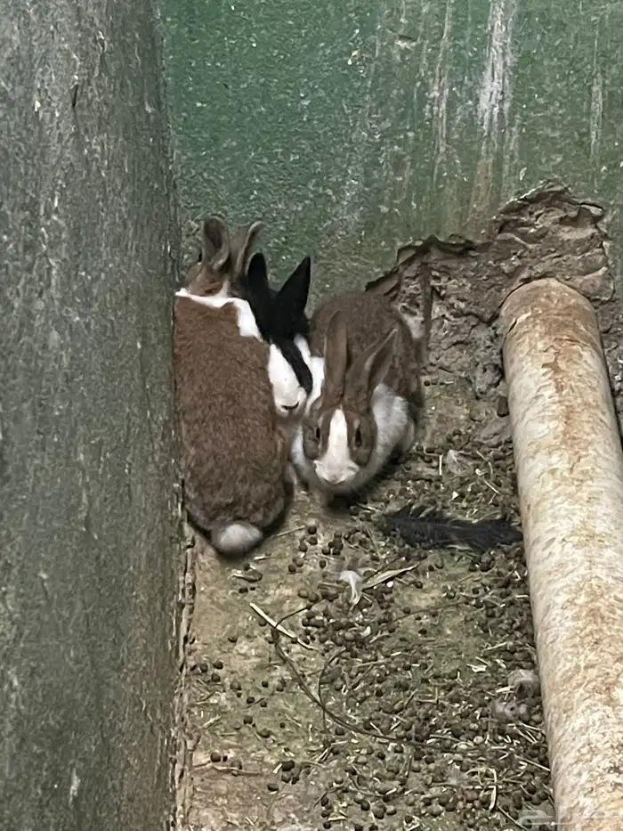 ارانب للبيع 2