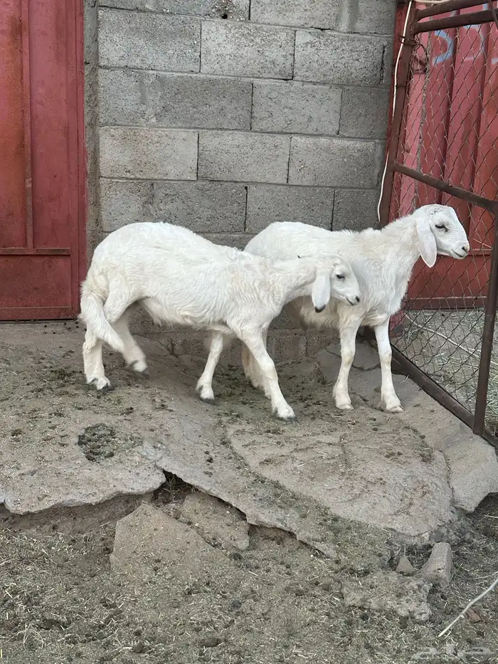 خروفين ذبايح 2