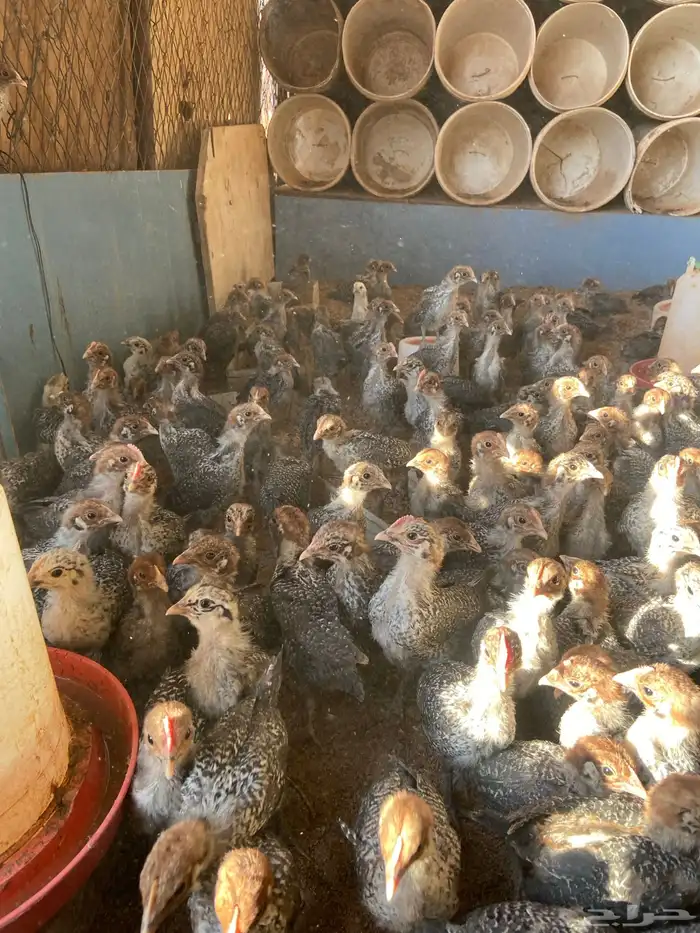 فروج دجاج فيومي شبابي 3