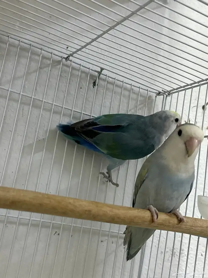 جوز روز جاهز للانتاج 3