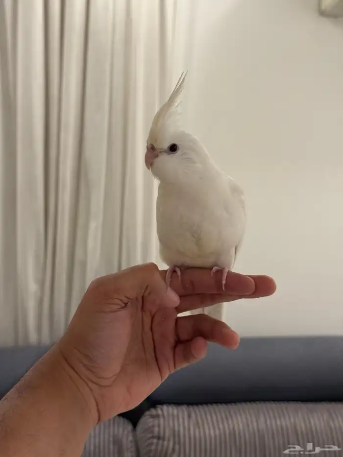 فروخ كروان بداية فطام اليفين جدا 27