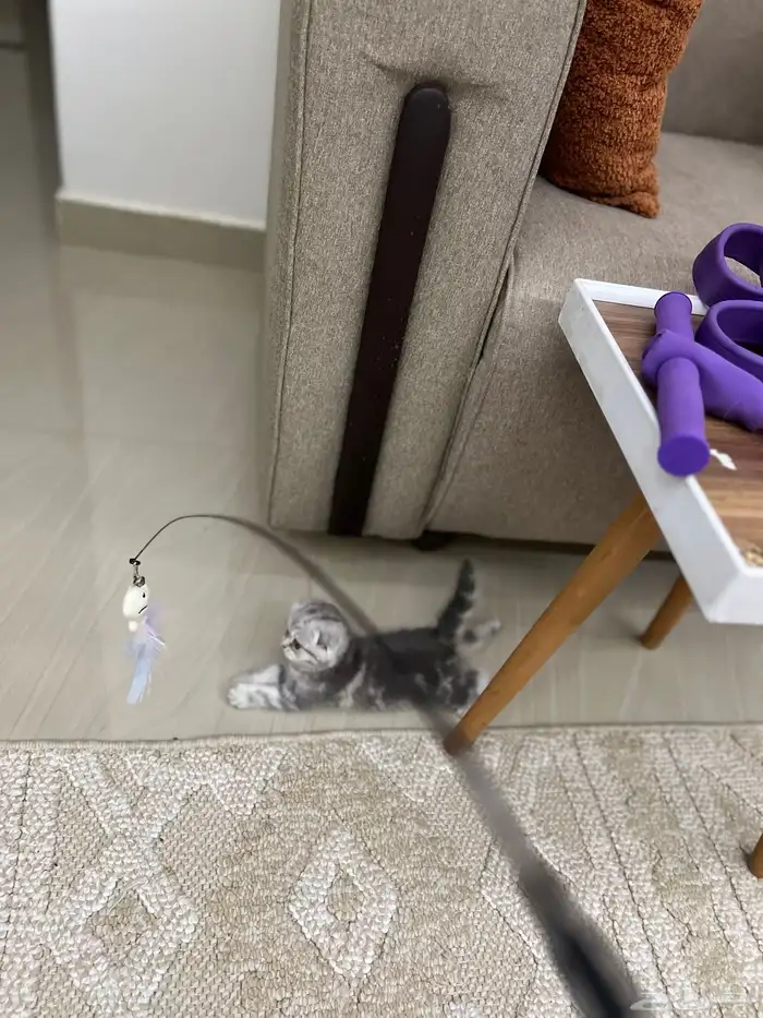 سكوتش دبل دبل فولد بيور ماشالله مميزه مطعمه 5