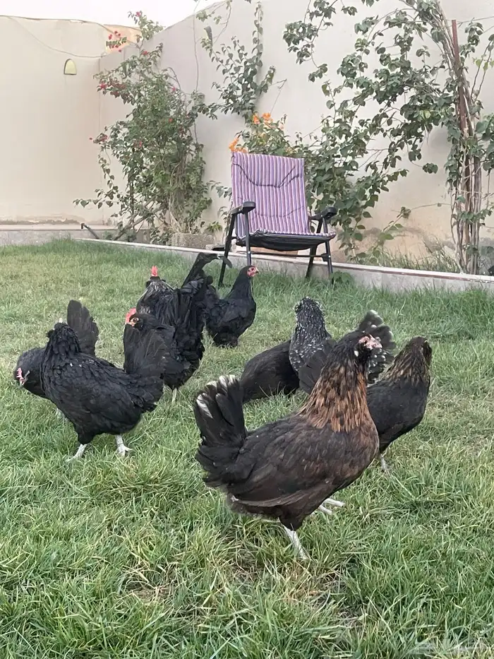 بيض دجاج زينة مخصب بإذن الله 22