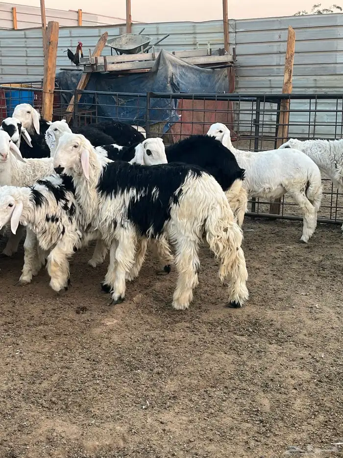 ذبايح خرفان حريات جبره 7