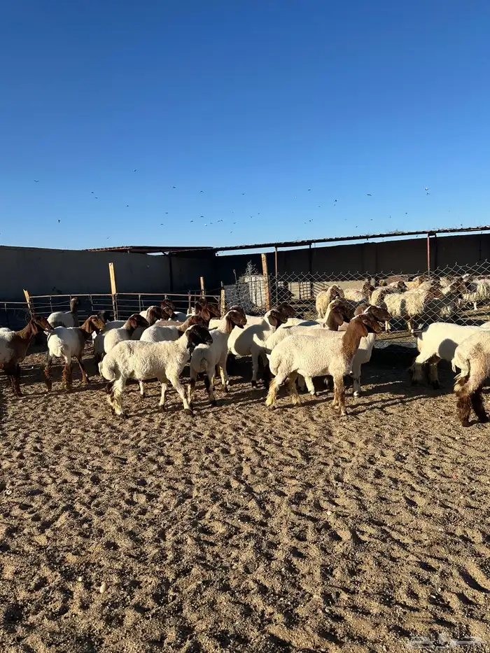 جذعات أنعيم طيبه اللبييع 2