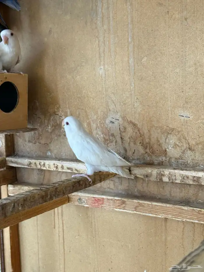 للبيع طيور روز نظيفه 2