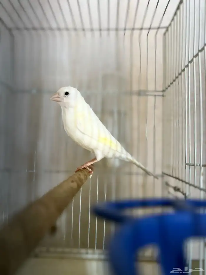 فحل كناري اوربي(تم البيع) 0