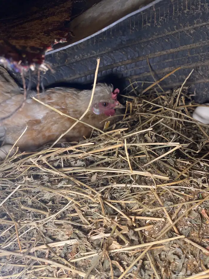 دجاج فارسي للبيع 6