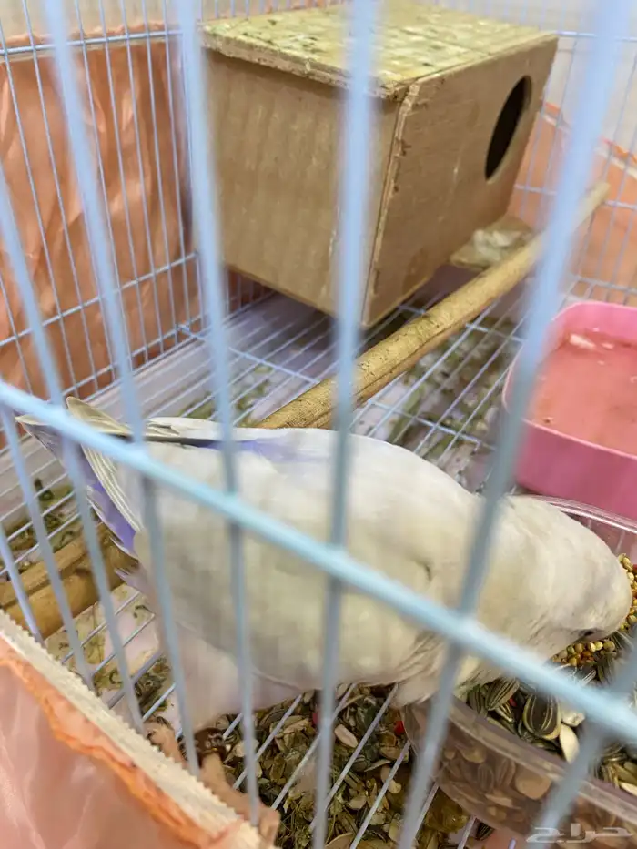 طيور روز زوج 2