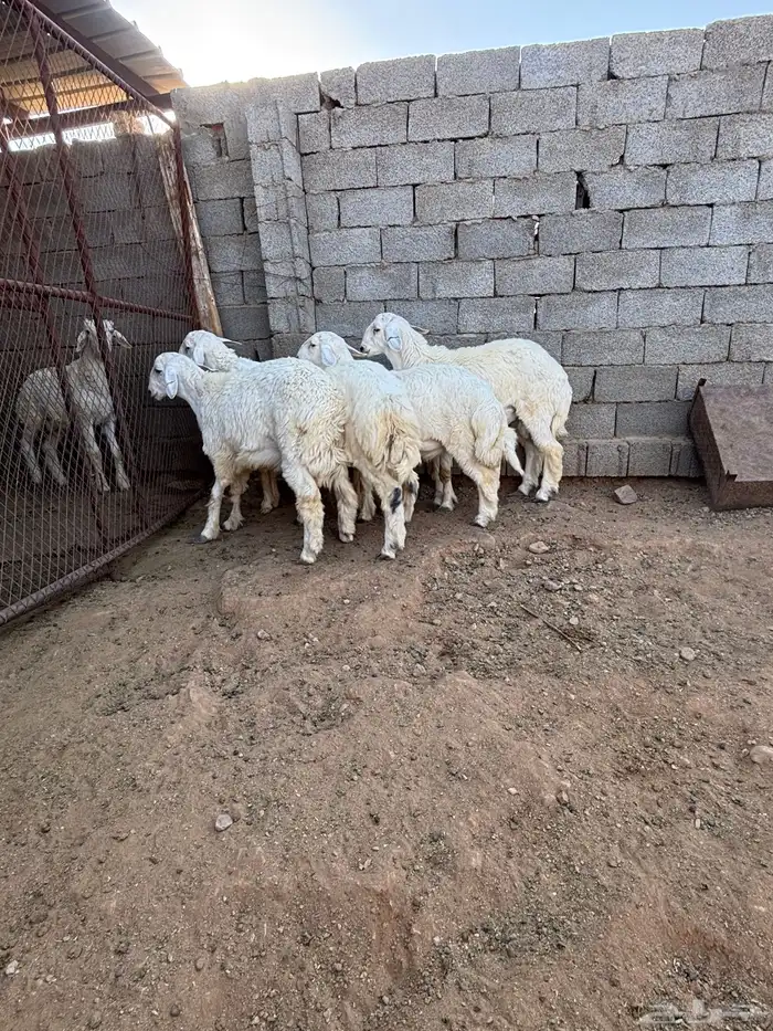 خرفان ذبائح للبيع 0