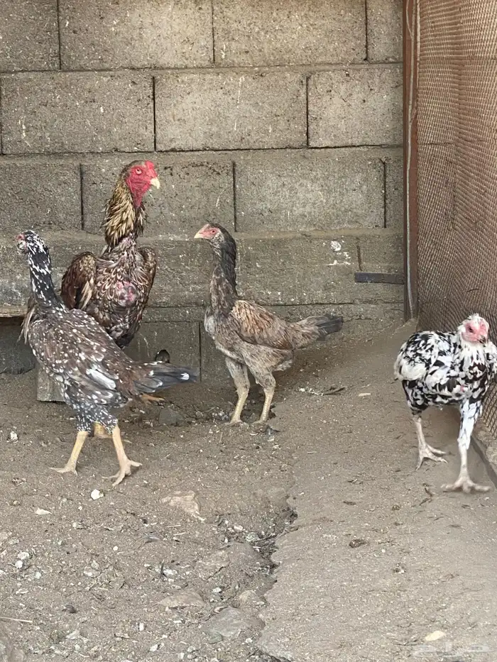 دجاج باكستاني نسل ابو ريتاج 5