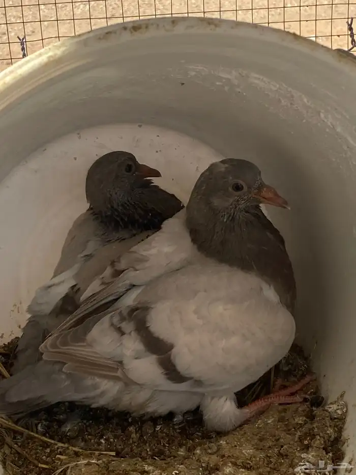 حمام زغاليل ب السعر المناسب 7