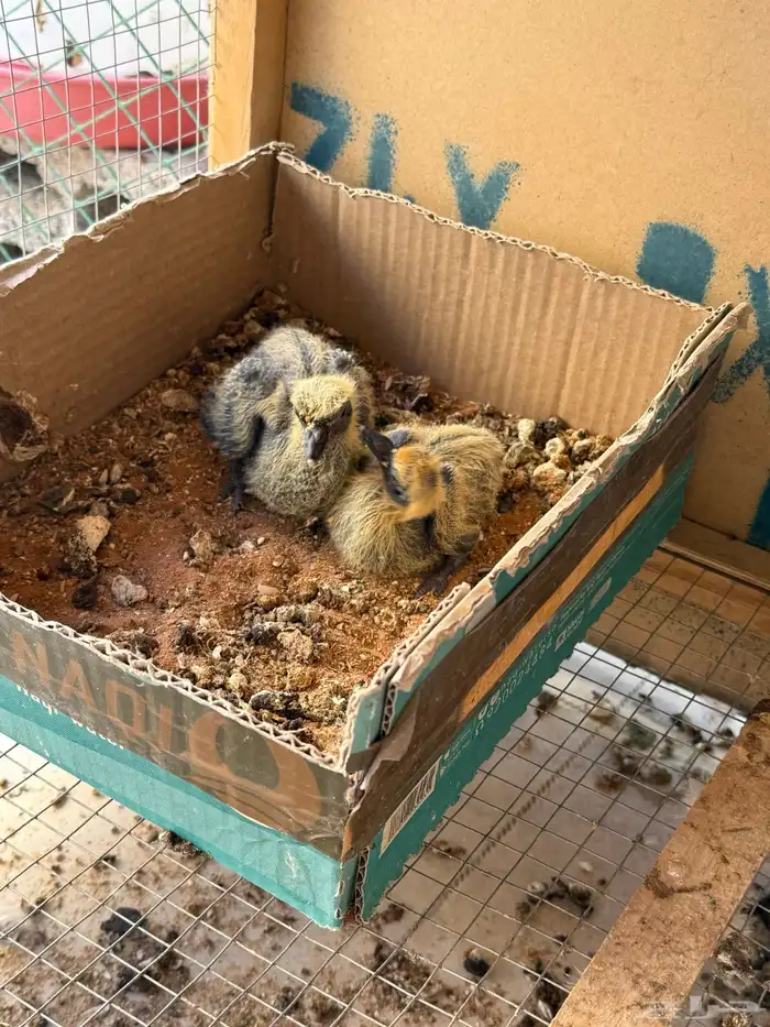 حمام باكستاني تيدي 3