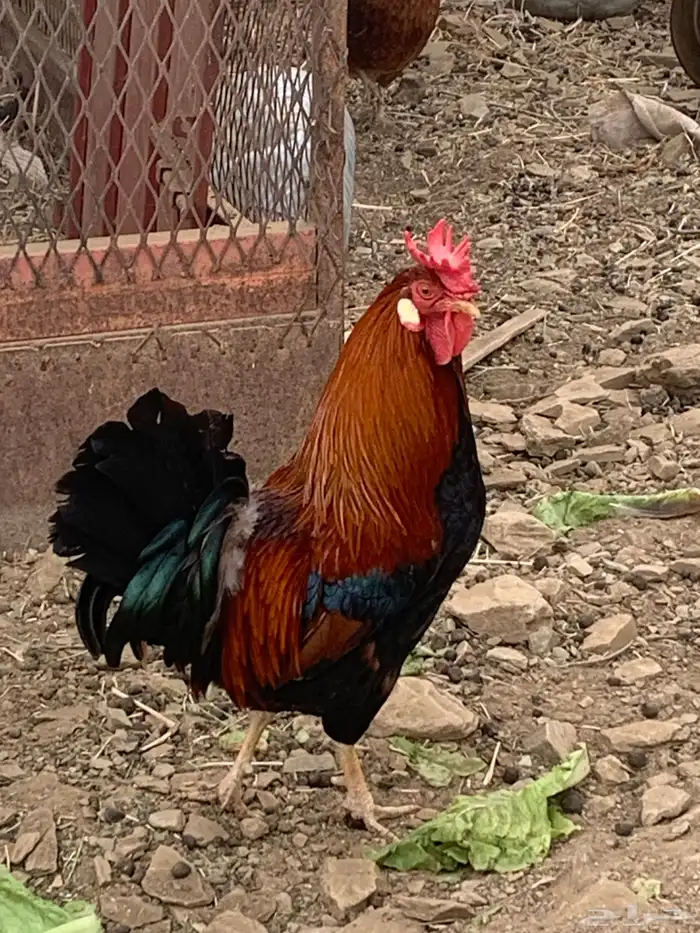 ديك عربي افرق ترثه 4