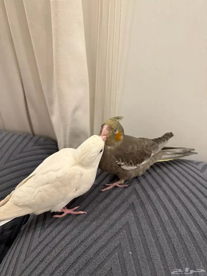 فروخ كروان بداية فطام اليفين جدا 12