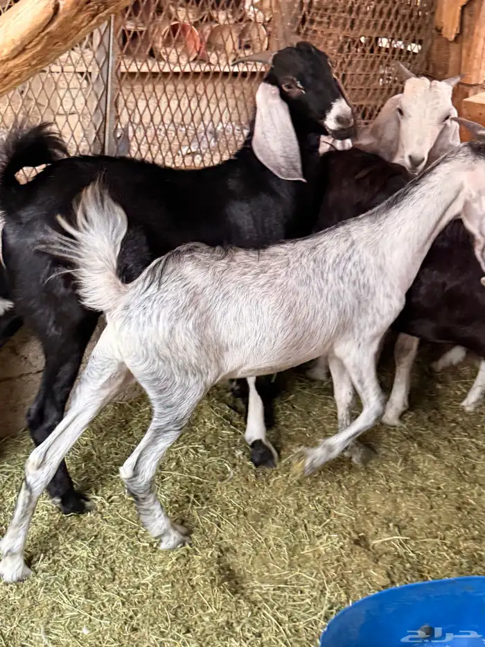 توس مخصاه تربية 0