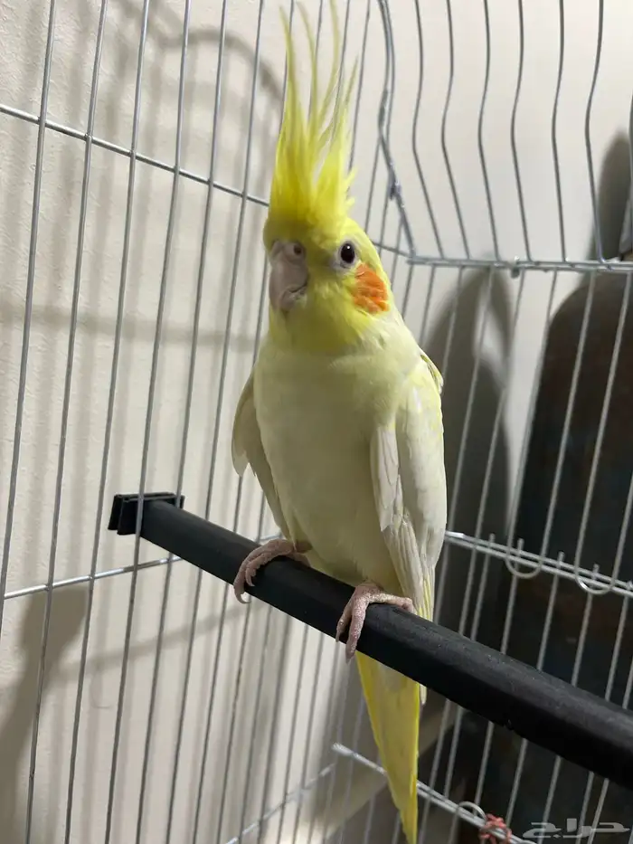 ببغاء كوكتيل لاتيني بريل عين حمراء 1