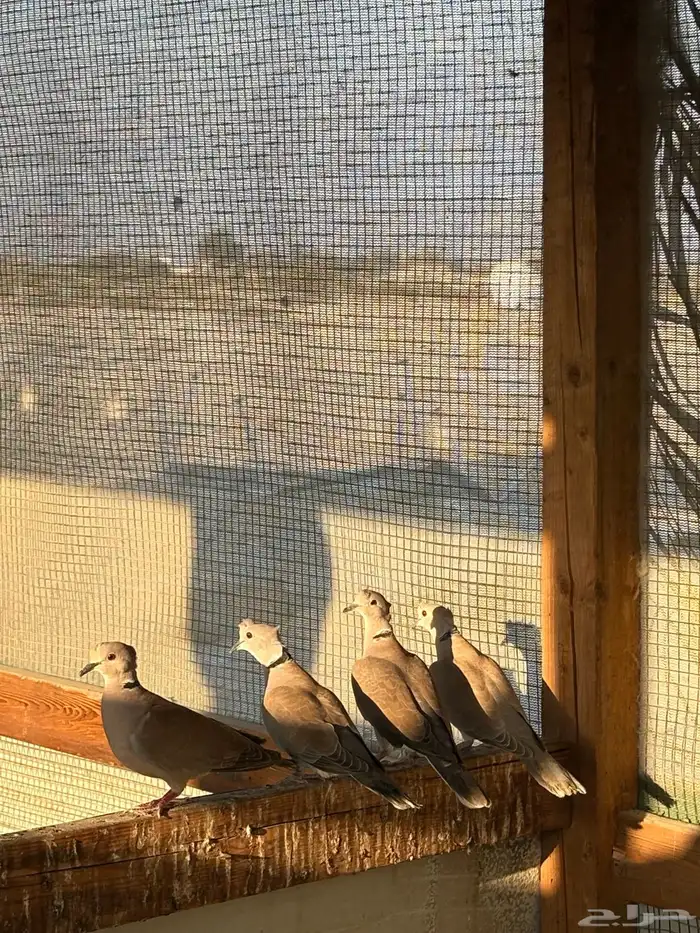 للبيع ياكريم 2