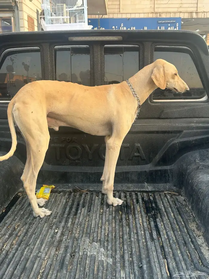 سلوقي ساحلي 0