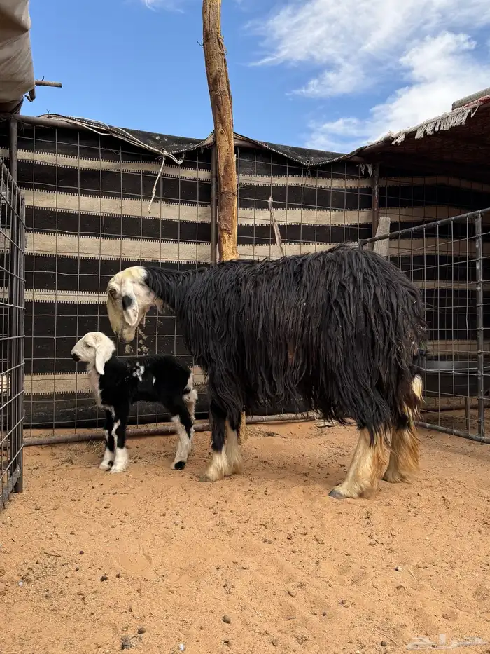 نعجة نجدية والد 2