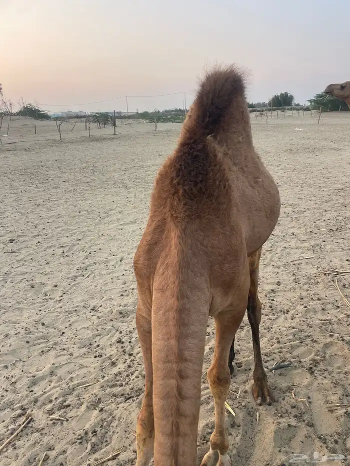 قعود وبكرتين على اللبن للبيع 1