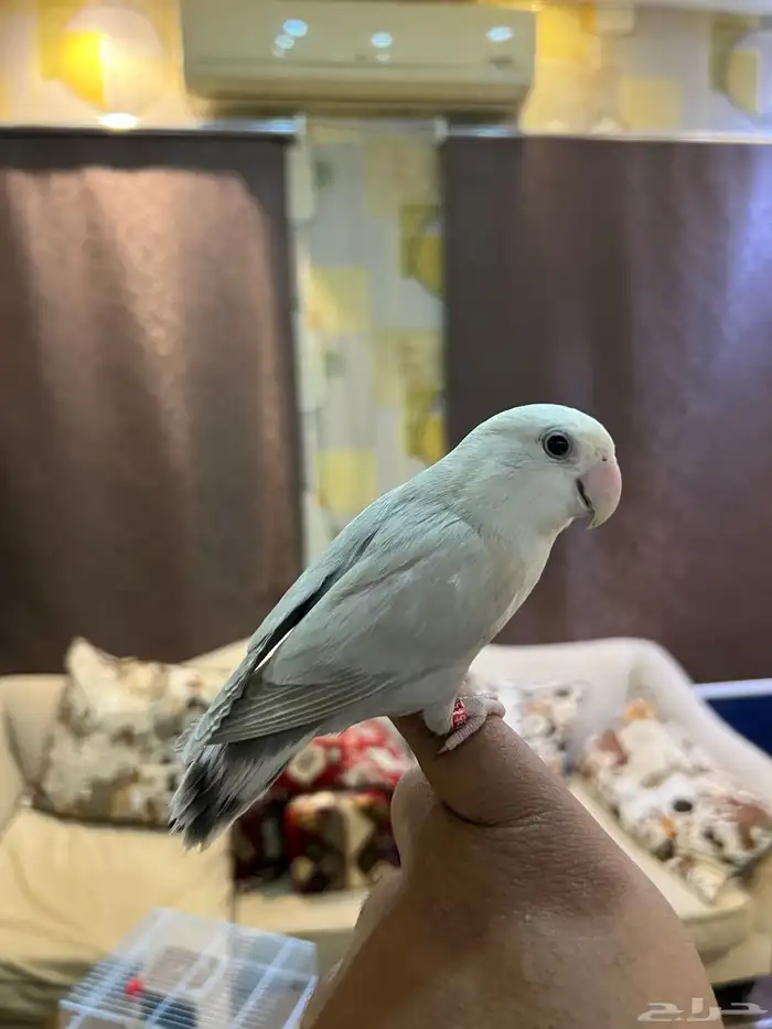 روز اليف جدا جدا مناسب لللأطفال مسلي شرط صحه و نظافه 3