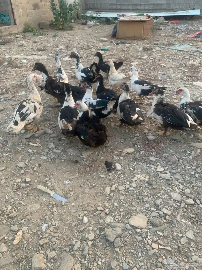 بط للبيع العدد 15 3