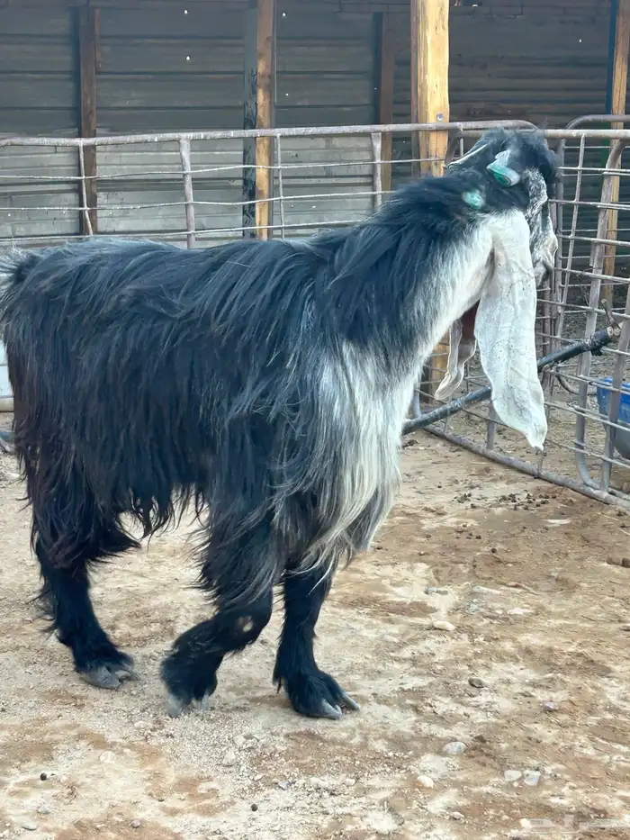 تيس عارضي صنف شعره وطرف مرسوس 2