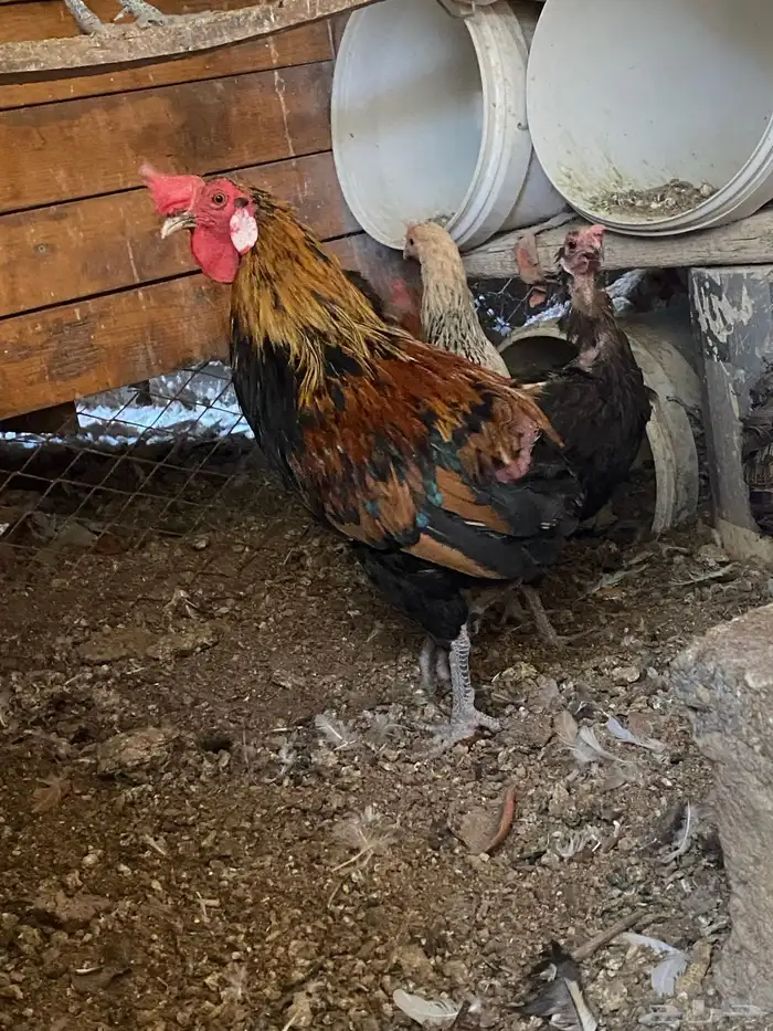 دجاج بلدي بياض 0