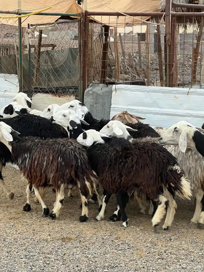 ضان حجريات صنف 6