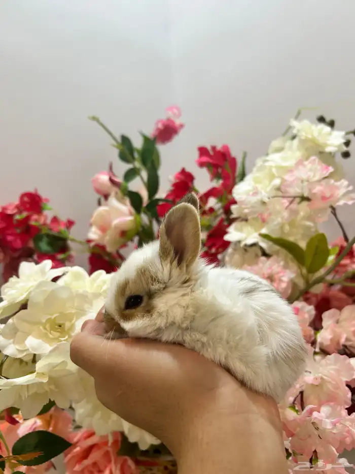 أكيت ارانب نذر لاند الهولندية القزمية 2