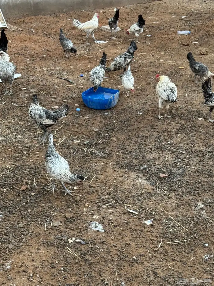 دجاج فيومي 1