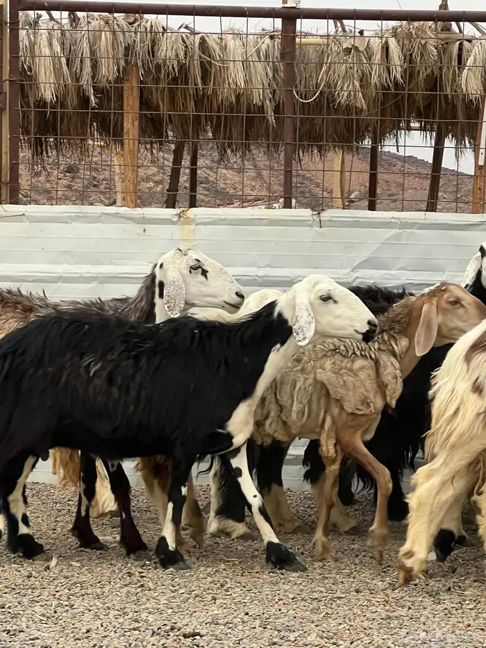 ضان حجريات صنف 3